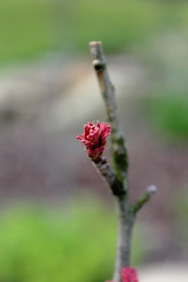 Quercus marilandica - dub marylandský - pučící listy